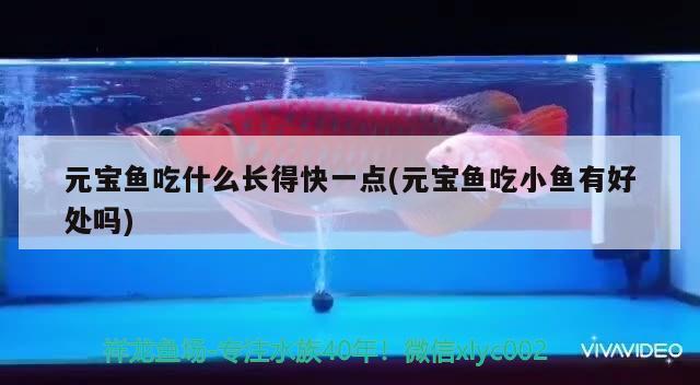 元寶魚吃什么長得快一點(元寶魚吃小魚有好處嗎)