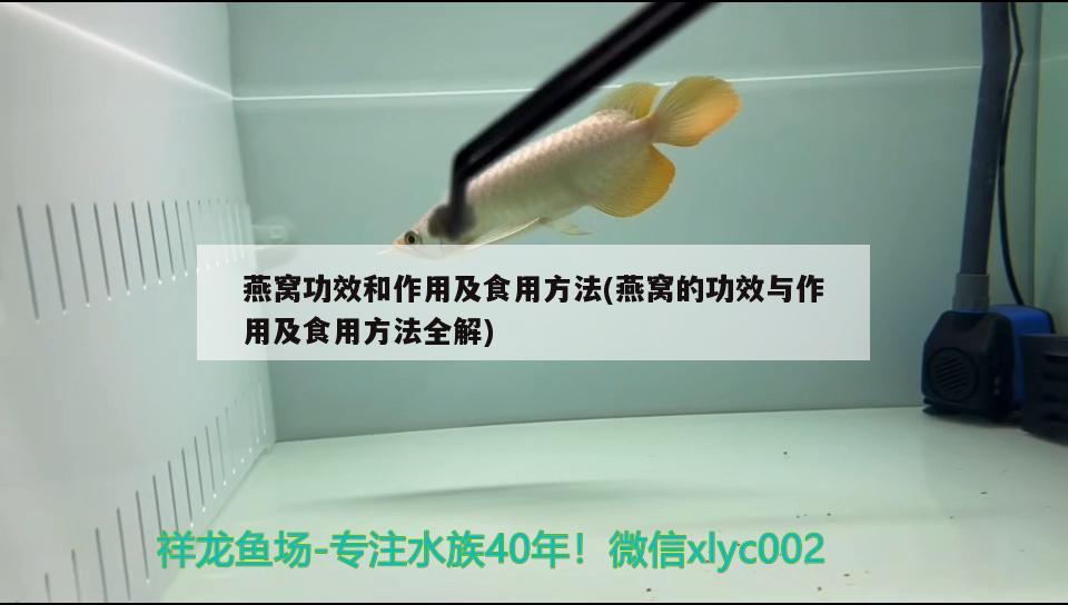 燕窩功效和作用及食用方法(燕窩的功效與作用及食用方法全解) 馬來西亞燕窩