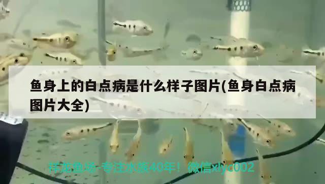 魚身上的白點病是什么樣子圖片(魚身白點病圖片大全) 鸚鵡魚