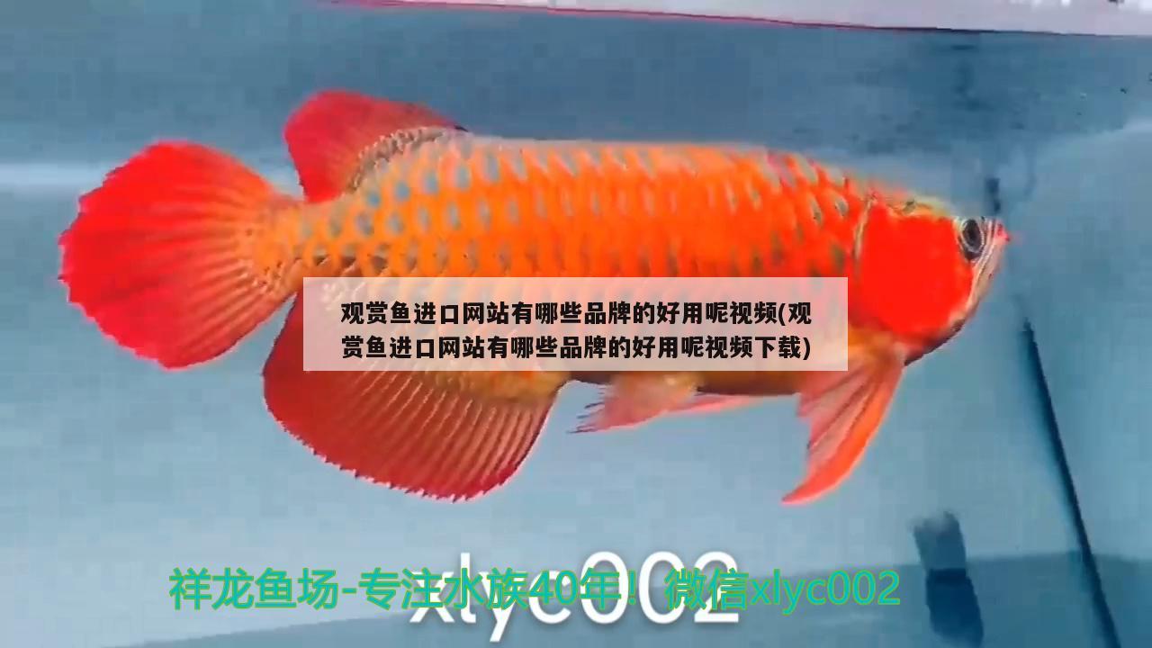 觀賞魚進口網(wǎng)站有哪些品牌的好用呢視頻(觀賞魚進口網(wǎng)站有哪些品牌的好用呢視頻下載) 觀賞魚進出口