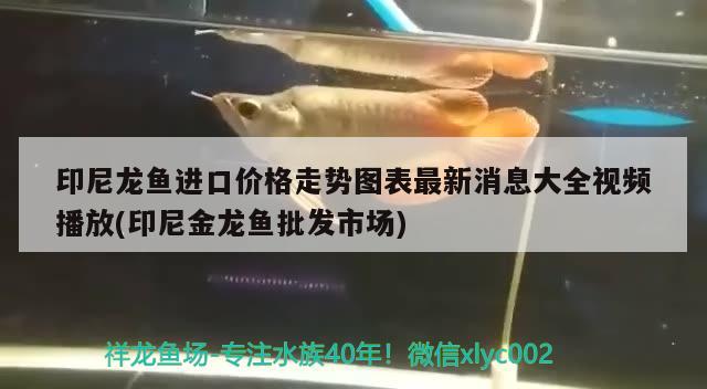 印尼龍魚進口價格走勢圖表最新消息大全視頻播放(印尼金龍魚批發(fā)市場) 龍魚批發(fā)