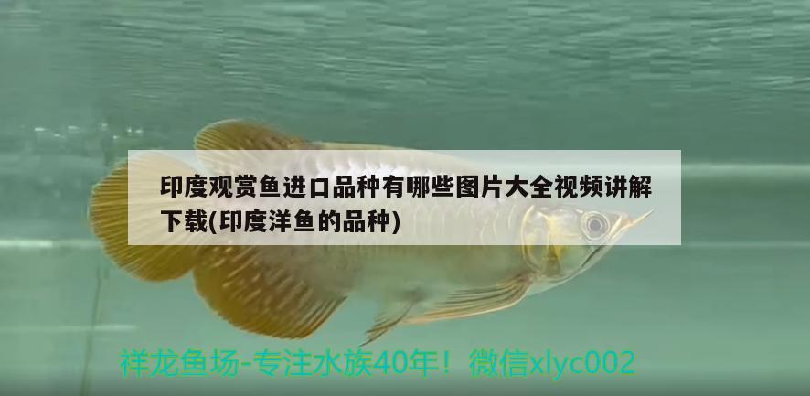 印度觀賞魚(yú)進(jìn)口品種有哪些圖片大全視頻講解下載(印度洋魚(yú)的品種) 觀賞魚(yú)進(jìn)出口