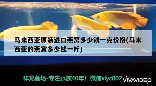 馬來西亞原裝進口燕窩多少錢一克價格(馬來西亞的燕窩多少錢一斤) 馬來西亞燕窩