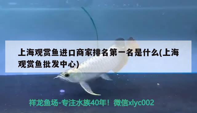 上海觀賞魚進口商家排名第一名是什么(上海觀賞魚批發(fā)中心)