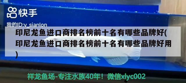 印尼龍魚進口商排名榜前十名有哪些品牌好(印尼龍魚進口商排名榜前十名有哪些品牌好用)