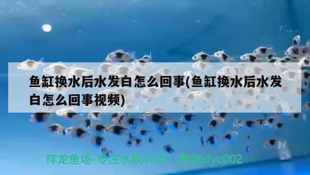 魚缸換水后水發(fā)白怎么回事(魚缸換水后水發(fā)白怎么回事視頻) 喂食器