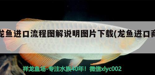 龍魚(yú)進(jìn)口流程圖解說(shuō)明圖片下載(龍魚(yú)進(jìn)口商) 觀賞魚(yú)進(jìn)出口