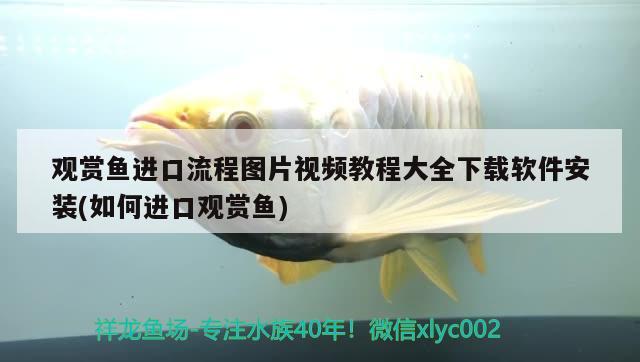 觀賞魚進(jìn)口流程圖片視頻教程大全下載軟件安裝(如何進(jìn)口觀賞魚) 觀賞魚進(jìn)出口