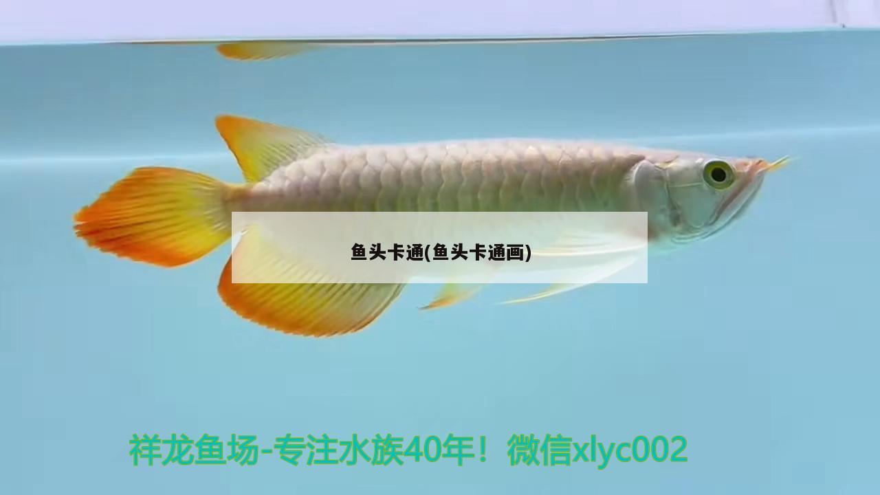 魚頭卡通(魚頭卡通畫)