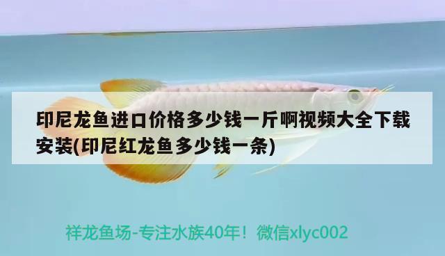 印尼龍魚進(jìn)口價(jià)格多少錢一斤啊視頻大全下載安裝(印尼紅龍魚多少錢一條) 紅龍魚百科