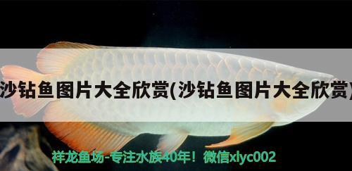 沙鉆魚圖片大全欣賞(沙鉆魚圖片大全欣賞) 蘇虎