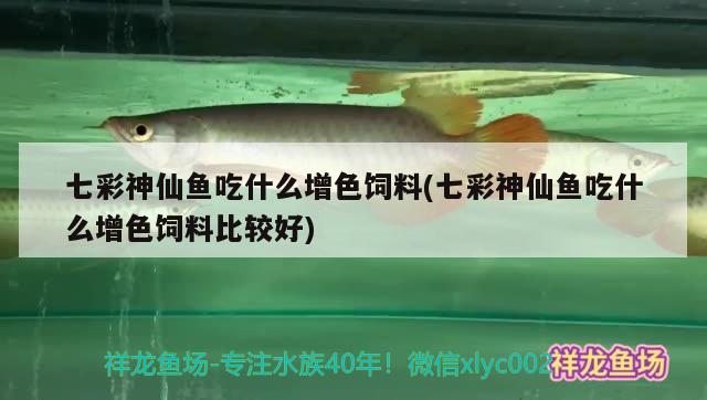 七彩神仙魚吃什么增色飼料(七彩神仙魚吃什么增色飼料比較好) 七彩神仙魚