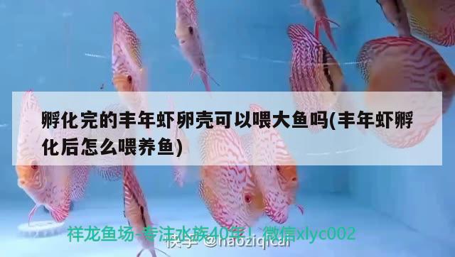 孵化完的豐年蝦卵殼可以喂大魚嗎(豐年蝦孵化后怎么喂養(yǎng)魚) 元寶鳳凰魚