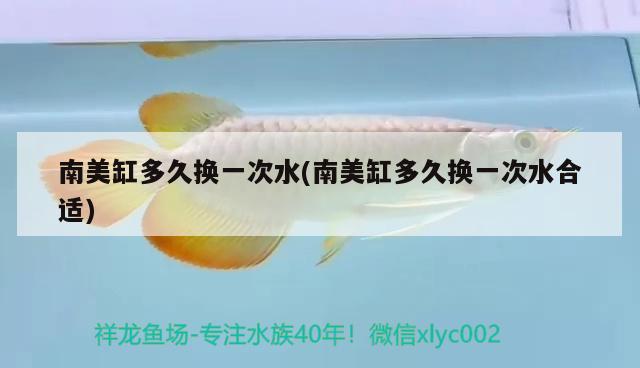 南美缸多久換一次水(南美缸多久換一次水合適) 皇冠黑白魟魚