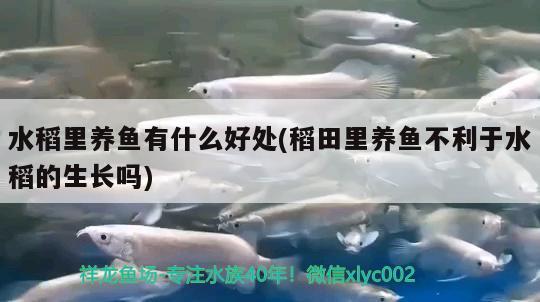 水稻里養(yǎng)魚有什么好處(稻田里養(yǎng)魚不利于水稻的生長嗎) 龍魚芯片掃碼器