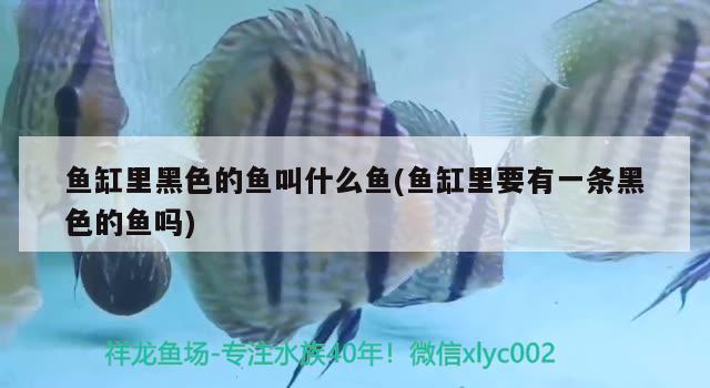 魚缸里黑色的魚叫什么魚(魚缸里要有一條黑色的魚嗎) 水族用品