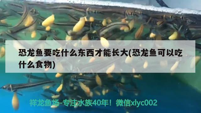 恐龍魚(yú)要吃什么東西才能長(zhǎng)大(恐龍魚(yú)可以吃什么食物) 廣州龍魚(yú)批發(fā)市場(chǎng)