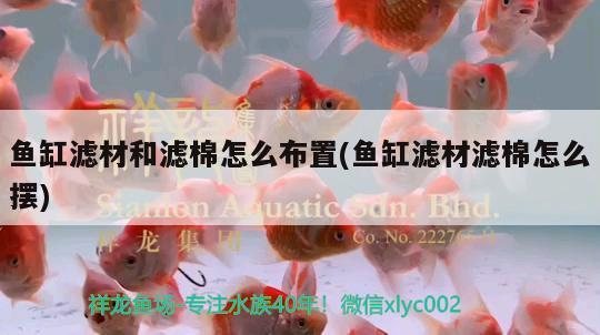 魚缸濾材和濾棉怎么布置(魚缸濾材濾棉怎么擺)