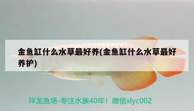 金魚缸什么水草最好養(yǎng)(金魚缸什么水草最好養(yǎng)護(hù)) 水草