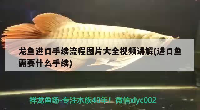 龍魚(yú)進(jìn)口手續(xù)流程圖片大全視頻講解(進(jìn)口魚(yú)需要什么手續(xù)) 觀賞魚(yú)進(jìn)出口