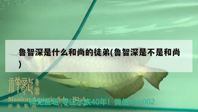 魯智深是什么和尚的徒弟(魯智深是不是和尚) 海水魚（海水魚批發(fā)）