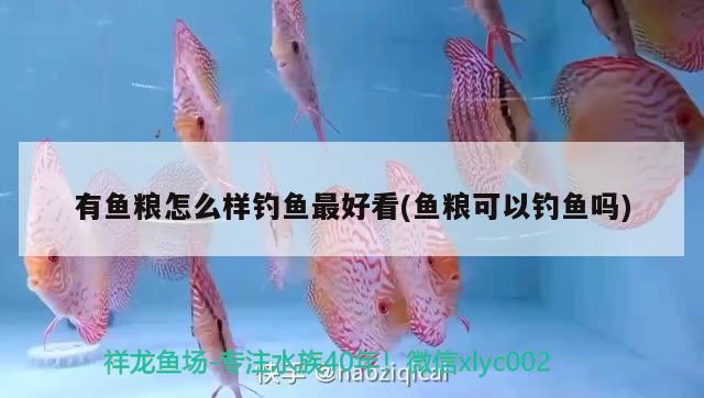 有魚糧怎么樣釣魚最好看(魚糧可以釣魚嗎) 垂釣樂園