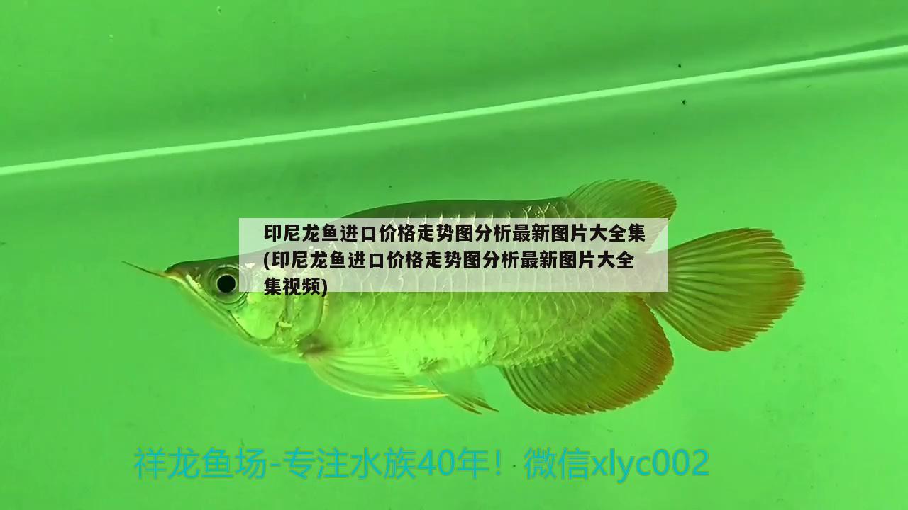 印尼龍魚進(jìn)口價(jià)格走勢(shì)圖分析最新圖片大全集(印尼龍魚進(jìn)口價(jià)格走勢(shì)圖分析最新圖片大全集視頻)