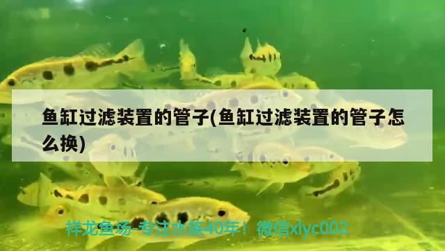 魚缸過濾裝置的管子(魚缸過濾裝置的管子怎么換) 元寶鯽