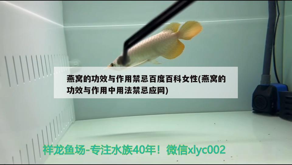 燕窩的功效與作用禁忌百度百科女性(燕窩的功效與作用中用法禁忌應(yīng)網(wǎng)) 馬來(lái)西亞燕窩