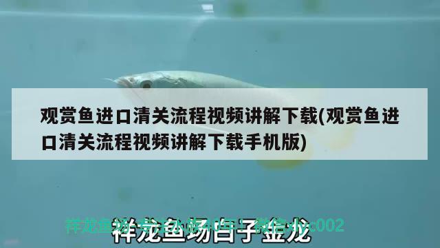 觀賞魚進(jìn)口清關(guān)流程視頻講解下載(觀賞魚進(jìn)口清關(guān)流程視頻講解下載手機(jī)版)