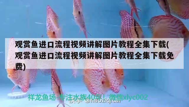 觀賞魚(yú)進(jìn)口流程視頻講解圖片教程全集下載(觀賞魚(yú)進(jìn)口流程視頻講解圖片教程全集下載免費(fèi)) 觀賞魚(yú)進(jìn)出口