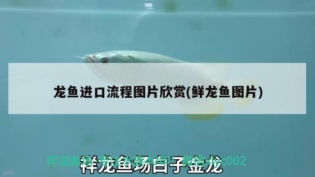 龍魚進口流程圖片欣賞(鮮龍魚圖片) 觀賞魚進出口 第1張