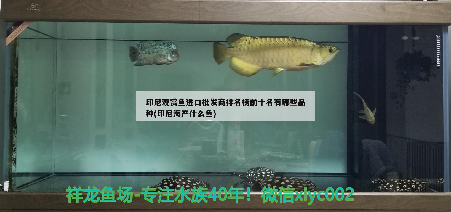 印尼觀賞魚進(jìn)口批發(fā)商排名榜前十名有哪些品種(印尼海產(chǎn)什么魚) 觀賞魚進(jìn)出口