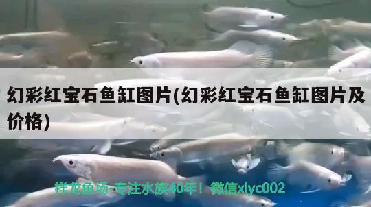 幻彩紅寶石魚(yú)缸圖片(幻彩紅寶石魚(yú)缸圖片及價(jià)格) 觀賞魚(yú)水族批發(fā)市場(chǎng) 第2張