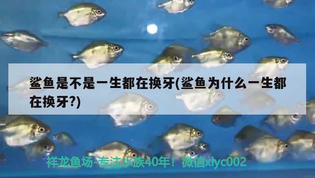 鯊魚(yú)是不是一生都在換牙(鯊魚(yú)為什么一生都在換牙？) 高背金龍魚(yú)