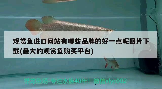 觀賞魚(yú)進(jìn)口網(wǎng)站有哪些品牌的好一點(diǎn)呢圖片下載(最大的觀賞魚(yú)購(gòu)買(mǎi)平臺(tái))