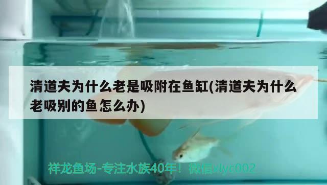 清道夫?yàn)槭裁蠢鲜俏皆隰~缸(清道夫?yàn)槭裁蠢衔鼊e的魚怎么辦)