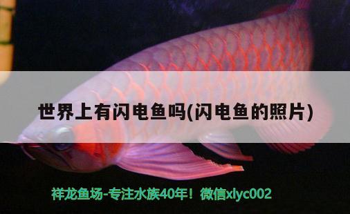 世界上有閃電魚(yú)嗎(閃電魚(yú)的照片) 過(guò)背金龍魚(yú)