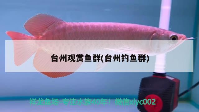 臺州觀賞魚群(臺州釣魚群) 垂釣樂園