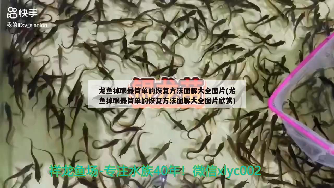 龍魚掉眼最簡單的恢復(fù)方法圖解大全圖片(龍魚掉眼最簡單的恢復(fù)方法圖解大全圖片欣賞)