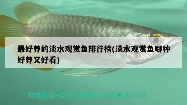 最好養(yǎng)的淡水觀賞魚排行榜(淡水觀賞魚哪種好養(yǎng)又好看) 眼斑魚