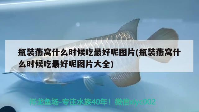 瓶裝燕窩什么時候吃最好呢圖片(瓶裝燕窩什么時候吃最好呢圖片大全) 馬來西亞燕窩