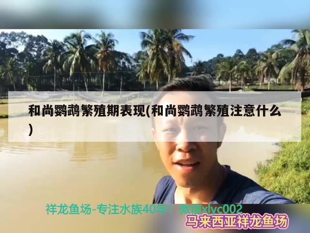 和尚鸚鵡繁殖期表現(xiàn)(和尚鸚鵡繁殖注意什么) 鸚鵡魚