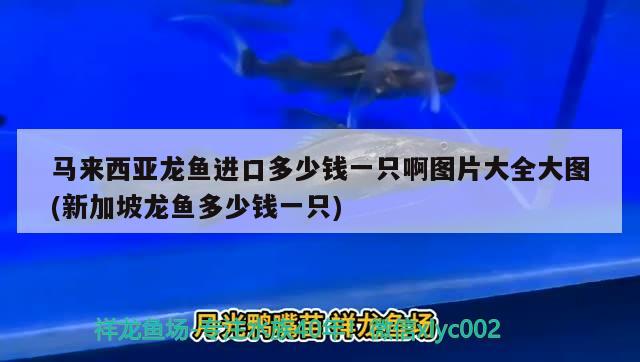 馬來西亞龍魚進口多少錢一只啊圖片大全大圖(新加坡龍魚多少錢一只)