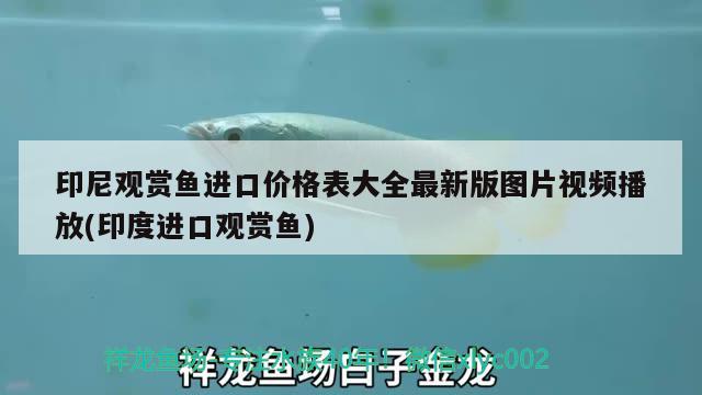 印尼觀賞魚進口價格表大全最新版圖片視頻播放(印度進口觀賞魚) 觀賞魚進出口