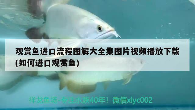 觀賞魚進(jìn)口流程圖解大全集圖片視頻播放下載(如何進(jìn)口觀賞魚) 觀賞魚進(jìn)出口