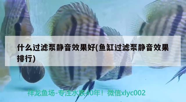 什么過濾泵靜音效果好(魚缸過濾泵靜音效果排行) 廣州觀賞魚批發(fā)市場