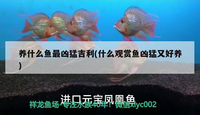 養(yǎng)什么魚最兇猛吉利(什么觀賞魚兇猛又好養(yǎng)) 水族燈（魚缸燈）