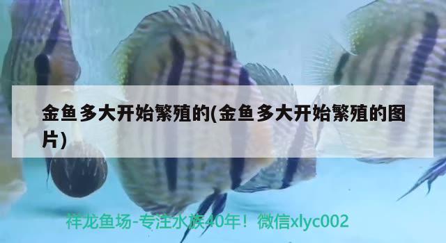 金魚多大開始繁殖的(金魚多大開始繁殖的圖片)