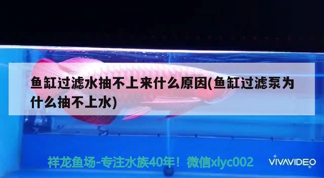 魚缸過濾水抽不上來什么原因(魚缸過濾泵為什么抽不上水)